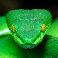 Snake vision inspires pyroelectric material design