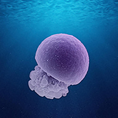 Jellyfish Janus Particle-Science as Art