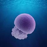 Science as Art Winner-Jellyfish-Janus-Particle