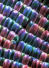 This is a creatively colored SEM image of a Monarch Butterfly's wing segment. Thanks to Ms. Marion Jacob for providing the wing sample.