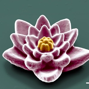 Micro Water Lily